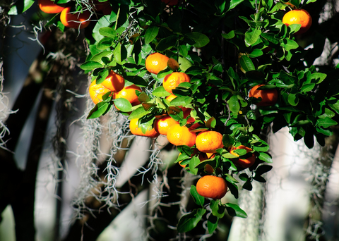 tangerine tree  |  photo: © Marshall Turner | Dreamstime.com  |  480x342px 